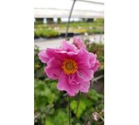 Anemone x 'Konigin Charlotte' / Anémone du Japon rose/Godet/Vivace