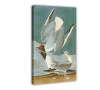 ANFOTCM Poster sur toile John James Audubon - Décoration murale pour chambre à coucher, bureau, chambre à coucher - 30 x 45 cm