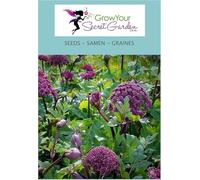 Angelica Gigas- Angélique rouge - magnifique ajout au jardin