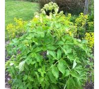 Angélique - Angelica archangelica (lot de 3 pieds)