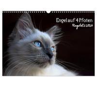 Anges à 4 pattes - Ragdolls 2026, Version française (Calendrier mural 2026 DIN A3 portrait), Calendrier CALVENDO mensuel