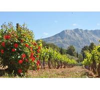 Anglais - Visite des vins de Provence près d Aix-en-Provence Dégustation et visite