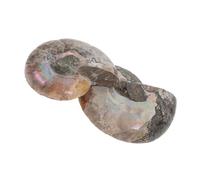 Angoily 2 Pièces Pendentif Ammonite Naturel Lune Spécimen De Conque Pour Activité D'étude Et Enseignement Des Sciences Biologiques Ornement Feng Shui