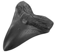 Angoily Dent de Requin Mégalodon Géante en Résine Réaliste Modèle de Dents de Mégalodon pour Décoration Intérieure Spécimen Paléontologique Unique Collection et Présent Original