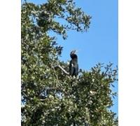 Anhinga also known as a snakebird or darter