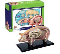 Animal Anatomy Model - Veterinary Swine Anatomy Model, Detachable Science Demonstration Toy, Biology Teaching Aids For Classroom Veterinary Schools Student Pet Clinics Education Training