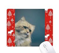 animal blue cat photographie tire la souris noël woods - forêt