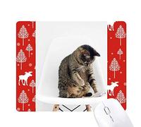 animal drôle action cat tire la souris noël woods - forêt