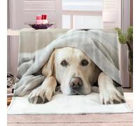 Animal Labrador Retriever Couverture Plaid Couleur Claire Plaid Polaire, Couverture et Plaid Canapé Grande Taille en Flanelle Douce et Chaude, Confortable pour Enfants et Adultes 70x100 cm