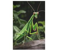 Animal Mante Religieuse Puzzles en Bois Adultes Et Adolescents 1000 Pieces Enfants Puzzle Décoration Mur Moderne Art Jouets Cadeau Intéressants 78×53cm