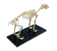 Animal Modèle Modèle Anatomique De Chien 4D, Modèle D'assemblage, Organe Amovible Et Partie du Corps, Modèle Pédagogique Modèle Anatomique