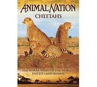 Animal Nation - Animal Nation - Cheetahs [Import anglais]