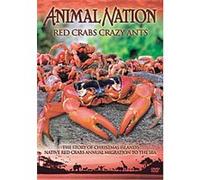 Animal Nation - Red Crabs Crazy Ants