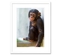 ANIMAL PHOTO MONKEY CUTE BABY CHIMP FRAMED ART PRINT POSTER F12X9970