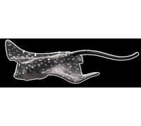 Animal Planète Mojo, 16x14x12