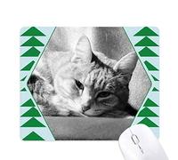 animal pure photographie photo chat gris tapis de souris green pine tree tapis en caoutchouc