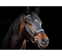 Animal Puzzle 5000 Pieces Adultes Cheval Puzzles Classiques Panorama Bois Difficile Impossible Geant Jigsaw Jeu éducatif Défi Jouet pour Enfants et Adulte dès 14 Ans Cadeau Homme Femme Boxed P-973