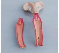 Animal Uterus Anatomical Model - Dog, Pig, Cow, Sheep, Horse Reproductive System Educational Tool for Doctors and Students(Cow)