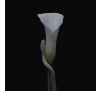 Animals as Leaders - Parrhesia [New CD]