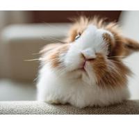 Animaux De Hamster, Puzzle 4000 Pieces Adultes YHPGL5-117 | Impossible Puzzle Classique, Difficile Défi Puzzles, Jeux Éducatif Familiaux, pour Jeux Anti-Stress, Décoration Murale Cadeau