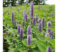 Anis Hysope Graines 1000+ (Hyssopus officinalis) Organique Facile à Cultiver De Grandes Graines D'herbes De Jardin Pour Bonsaï Maison Jardin Yards Plantation