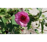 Anisodonthea capensis 'El rayo' / Mauve du cap El rayo/Conteneur de 7 à 10 litres/Vivace