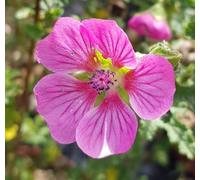 Anisodonthea capensis 'Large Red' / Mauve du cap rouge/Conteneur de 3 à 4 litres