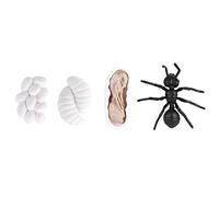 ANKROYU Figurines du Cycle de Vie, modèle éducatif des étapes de Croissance pour l'apprentissage de la biologie en e Sciences (M4183 Fourmi (50,5g))