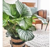Anna calathea orbifolia et son cache pot