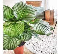 Anna calathea orbifolia sans cache pot