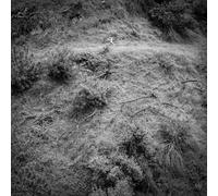 Anna Tivel Animal Poem (Vinyl)