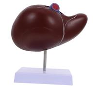 Anneome Modèle Anatomique du Foie Humain en Plastique avec Socle, Modèle de Foie Médical Pédagogique Réaliste pour Enseignement et Exposition Scientifique, Outil D’étude de L’anatomie