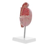 Anneome Modèle D'anatomie Des Organes Modèle Agrandi De En Pvc Pour L'enseignement Dissection Accessoire Pédagogique Solide