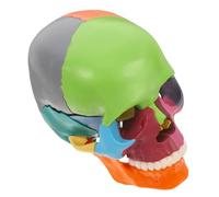 Anneome Modèle de Crâne Détachable Coloré pour Étudiants Outils Scientifique Modèles Anatomiques Pratiques pour Cours de Médecine
