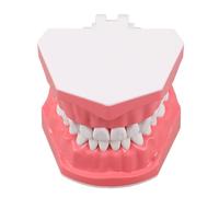 Anneome Modèle de Dents Plastique pour Étudiants Outil Pédagogique de Brossage Interactif Anatomie Buccale Réaliste pour Formation et Démonstration