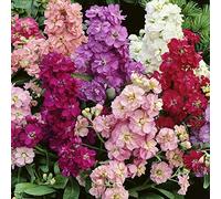 Annual Matthiola Incana Ten Week Mix Flower 40 Stock Mix Seeds: Only Seeds