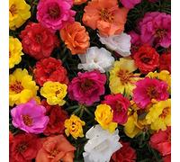Annual Portulaca Grandiflora Mix Flower 50 Moss Rose Seeds: Only Seeds