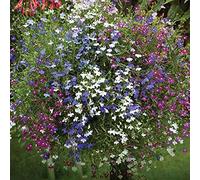 Annual Trailing Lobelia Flower 100 Lobelia Erinus Mix Seeds: Only Seeds