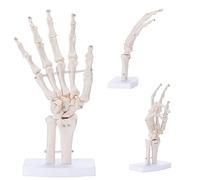 ANNWAH Maquette squelette de main - Os de doigt humain médical en PVC articulé montrant l'Ulna et le rayon pour la recherche et l'apprentissage