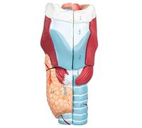 ANNWAH Modèle Larynx - Modèle anatomique précis de la gorge 2 x modèle pharynx élargi modèle anatomique scientifique du larynx humain