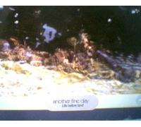 Another Fine Day - Life Before Land [Import]
