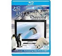 Antarctica Dreaming - Wildlife On Ice G