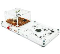 Anthillshop.es Fourmi, 10 x 20 cm, mousse éducative avec fourmis gratuits, de 20 à 30 ouvriers.