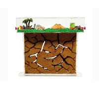 ANTHILLSHOP Fourmilière Naturelle en Sable┃Kit T Big Acrylique 25x20x1,5cm┃Colonie de Fourmis Incluse