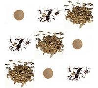 AntHouse Kits de Rechange Complet pour fourmilière de Sable