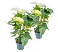 Anthurium 'Aristo' Blanc - Plante Flamingo - Facile d'entretien - D12 cm - H30-40 cm - BLOOMIQUE
