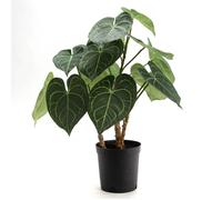 Anthurium Clarinervium 61 cm - Lou De Castellane