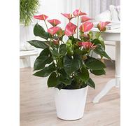 Anthurium Rose Langue de feu Plante d’intérieur ornementale à fleurs | En pot 13 cm