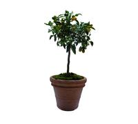 ANTICOMESTIERE-Pot Toscane en terre cuite claire - diamètre80 x H64