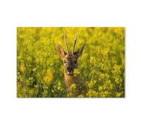 Antilope dans Le Jardin de chrysanthèmes, Puzzle 2000 pièces en Papier, adapté aux Adultes, Enfants et familles, Jeux de Puzzle Anti-Stress 70 x 100 cm